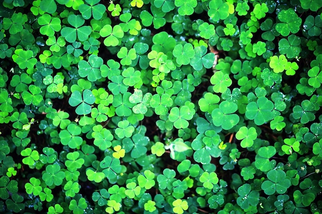 Sfondo da foglia di trifoglio di pianta quattro. Simbolo tradizionale irlandese. Festa di San Patrizio.