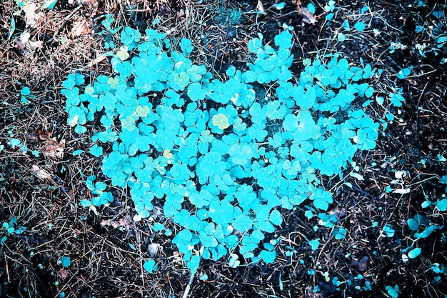 Sfondo da foglia di trifoglio di pianta quattro. Simbolo tradizionale irlandese. Festa di San Patrizio.