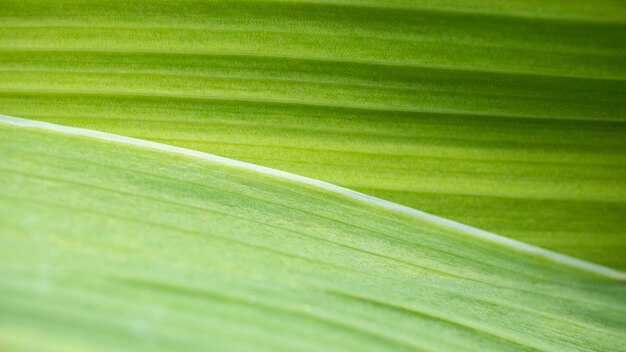 Sfondo da foglie verde brillante Closeup Natural texture Sfondo naturale