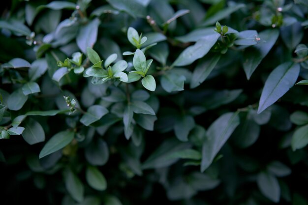 sfondo da foglie verde scuro