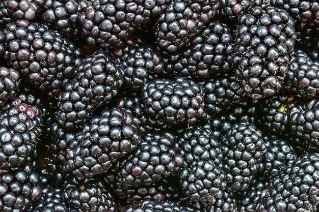 Sfondo da mora matura Foto di cibo Primo piano di frutti di bosco Un modello per un ulteriore utilizzo