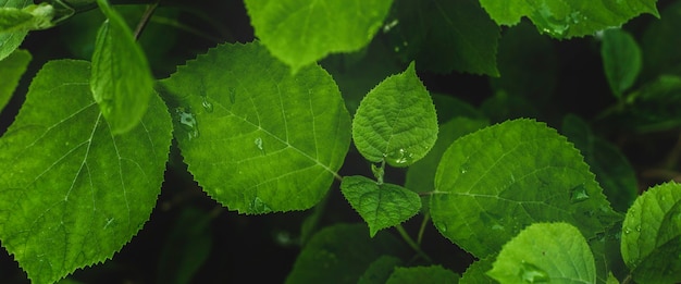 Sfondo da piante e fiori della foresta dopo la pioggia.