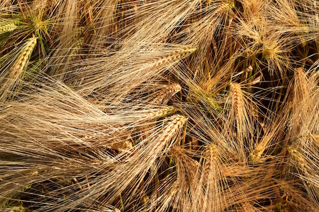 Sfondo da spighe di segale matura dorata. Raccolta.