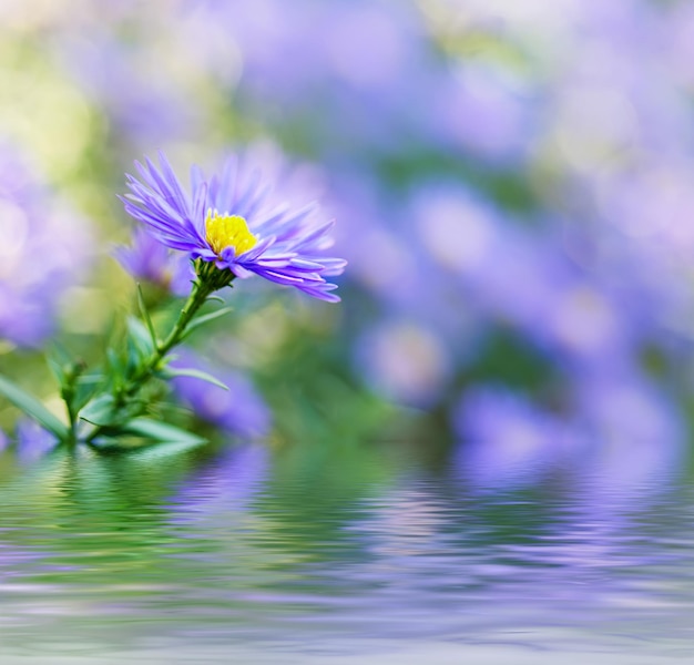 Sfondo da teneri fiori blu viola morbidi con riflessi d'acqua, sfondo floreale