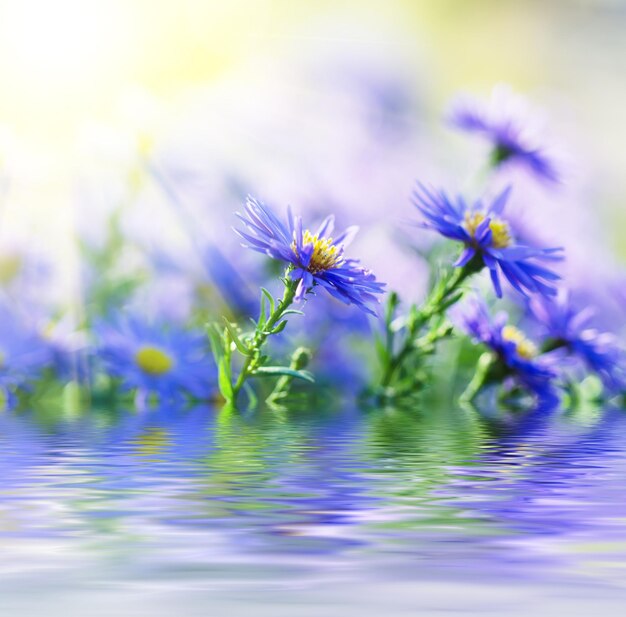 Sfondo da teneri fiori blu viola teneri con sfondo floreale di riflessione dell'acqua