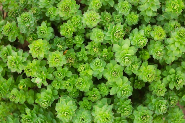 Sfondo da una rosa di pietra verde.