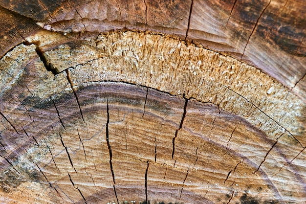 Sfondo dalla trama del primo piano di legno segato