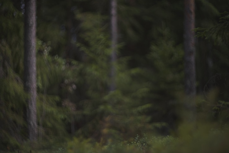 Foto sfondo decorativo sfocato a basso contrasto della foresta