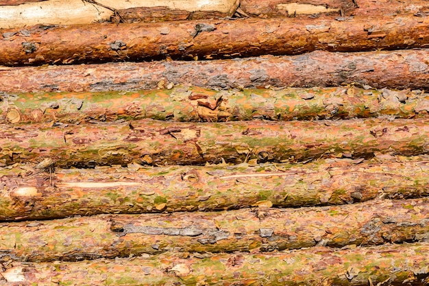 Sfondo dei molti tronchi d'albero. Motivo in legno