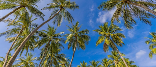 Sfondo del banner di design del paradiso tropicale Sagome di palma da cocco in una giornata di sole luminosa Pano