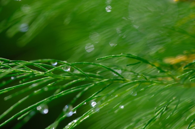 sfondo del bokeh della natura. rugiada mattutina sugli aghi di pino. sfondo sfocato. foglie di abete di pino.