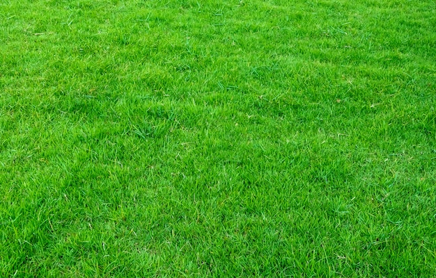 Sfondo del campo di erba verde. Modello e struttura dell&#39;erba verde. Prato verde per lo sfondo.