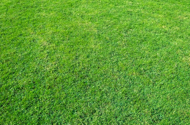 Sfondo del campo di erba verde. Modello e struttura dell&#39;erba verde.