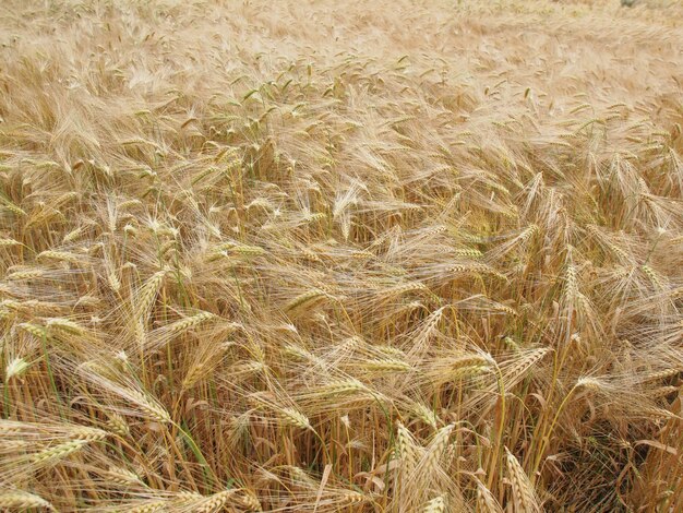 Sfondo del campo di grano d'orzo