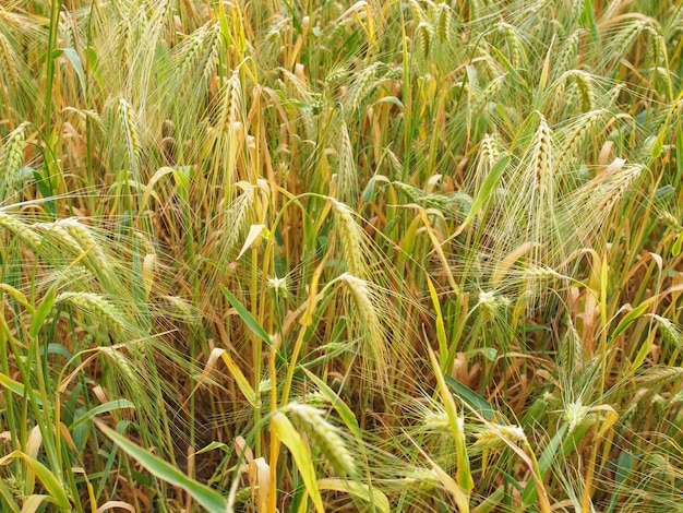 Sfondo del campo di grano d'orzo