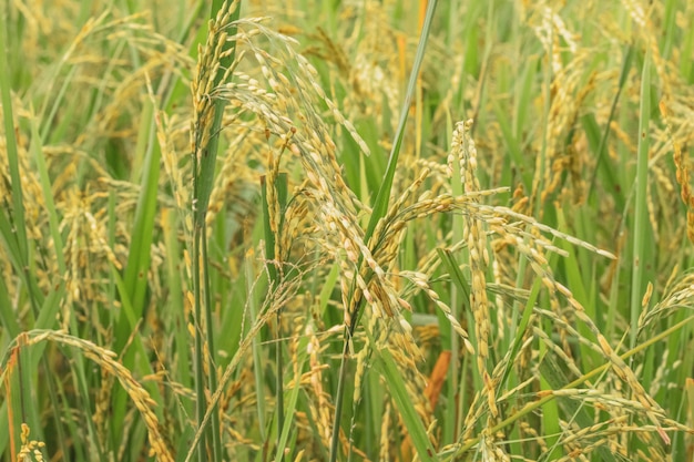 Sfondo del campo di riso