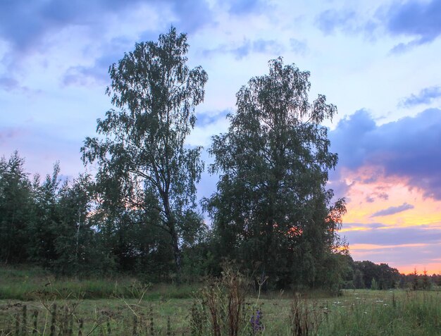 Sfondo del cielo al tramonto. Bellissimo paesaggio estivo in campagna.