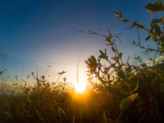 Sfondo del cielo al tramonto con le erbacce