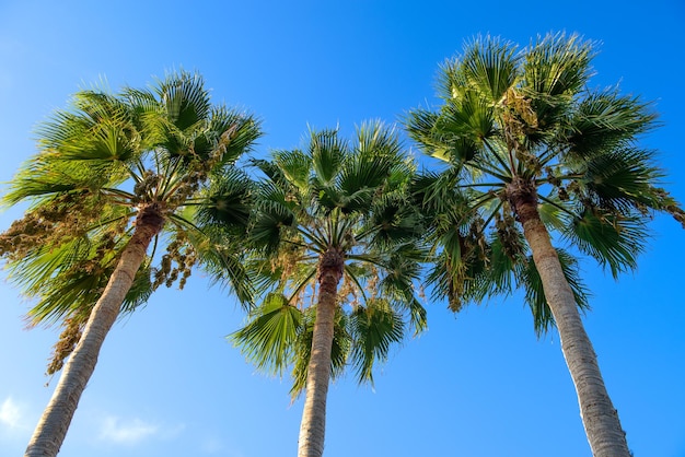 Sfondo del cielo blu con tre palme e spazio per la copia sui lati