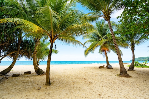 Sfondo del concetto di vacanze estive in spiaggia Cornice naturale di palme da cocco sulla spiaggia di sabbia Sfondo del bellissimo paesaggio della spiaggia del mare