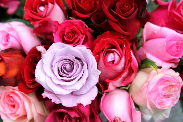 Sfondo del desktop, rose rosse e rosa