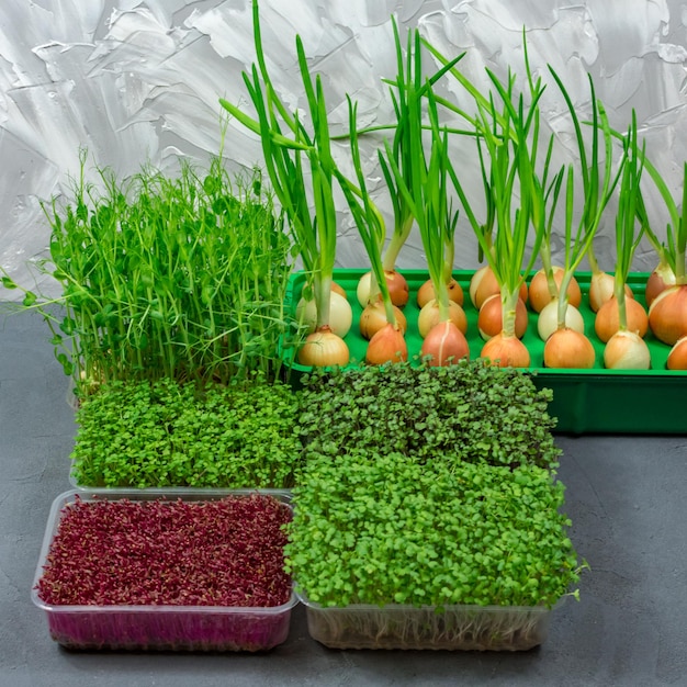 Sfondo del fogliame microgreen Primo piano di microgreens Germinazione dei semi a casa Concetto di cibo sano e vegano