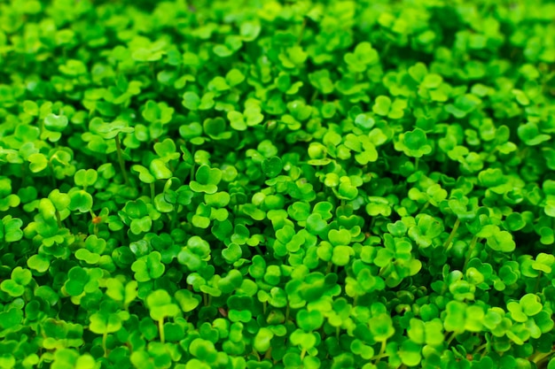 Sfondo del fogliame microgreen Primo piano di microgreens Germinazione dei semi a casa Concetto di cibo sano e vegano