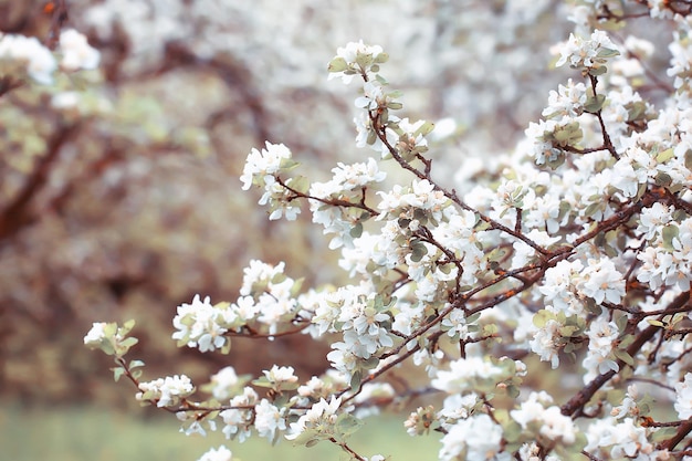 sfondo del giardino in fiore primaverile, delicati fiori bianchi sugli alberi, primavera di marzo stagionale