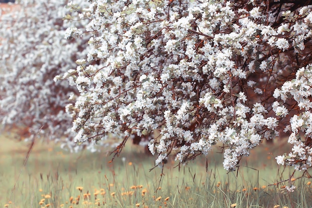 sfondo del giardino in fiore primaverile, delicati fiori bianchi sugli alberi, primavera di marzo stagionale