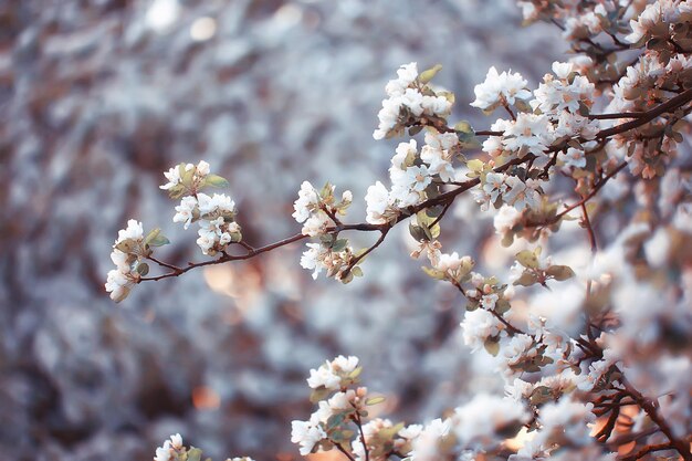 sfondo del giardino in fiore primaverile, delicati fiori bianchi sugli alberi, primavera di marzo stagionale