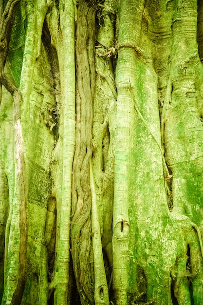 Sfondo del grande albero amazzonico