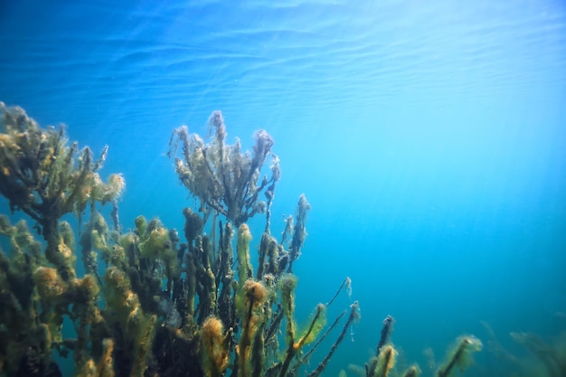 sfondo del lago acqua sott'acqua astratto / acqua dolce sfondo immersioni natura ecosistema sottomarino sfondo