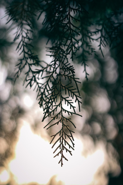 Sfondo del modello dell'ombra della pianta di Thuja