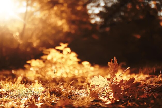 sfondo del paesaggio autunnale con foglie gialle / giornata di sole autunnale, i raggi del sole al tramonto in una bellissima foresta gialla, foglie cadute, caduta