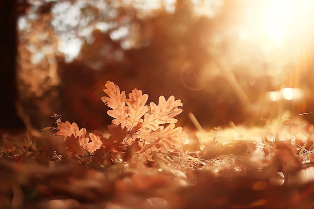 sfondo del paesaggio autunnale con foglie gialle / soleggiata giornata autunnale, i raggi del sole al tramonto in una bellissima foresta gialla, foglie cadute, caduta