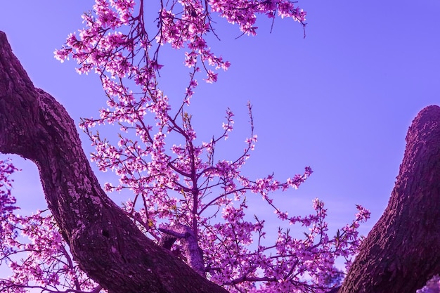 Sfondo del paesaggio con fiori di mandorlo