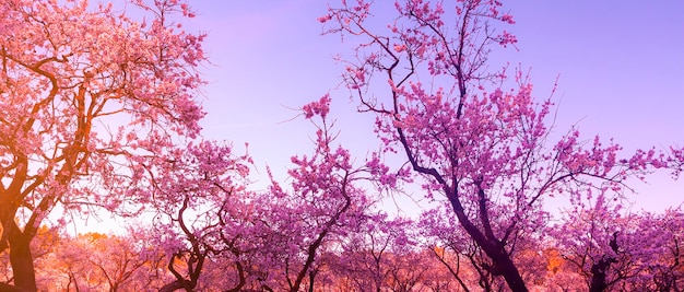 Sfondo del paesaggio con fiori di mandorlo