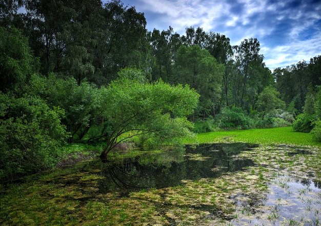 Sfondo del paesaggio del parco estivo