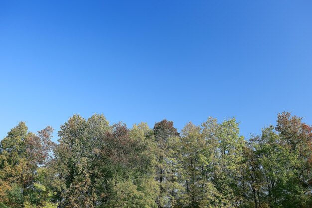 sfondo del parco estivo / alberi della natura foglie verdi, sfondo astratto vista estiva