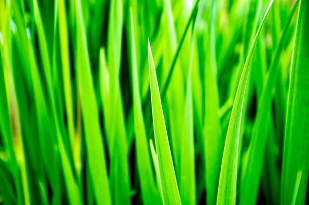 Sfondo del primo piano del giorno d'estate dell'erba verde succosa