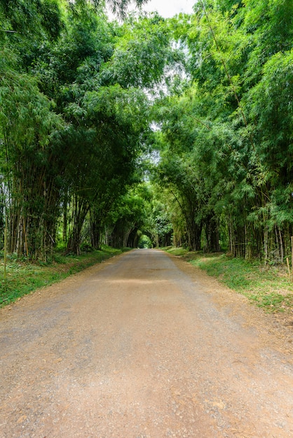 Sfondo del tunnel di bambù