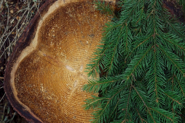 sfondo dell'albero di Natale con rami di abete verde e ceppo carino