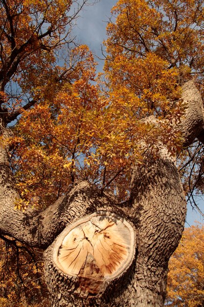 Sfondo dell'albero