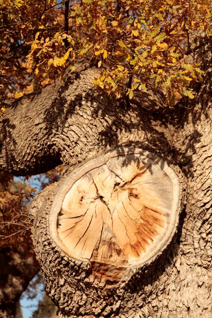 Sfondo dell'albero