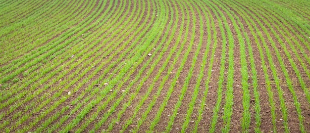 Sfondo dell'ambiente naturale utile per concetti legati al paese e all'agricoltura. Dettaglio di terreni agricoli con coltivazione in crescita.