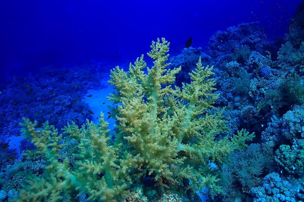 sfondo della barriera corallina, ecosistema della vita marina sottomarina oceano mare