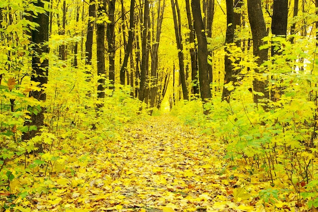 Sfondo della foresta autunnale in una giornata di sole