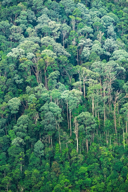 Sfondo della foresta pluviale tropicale