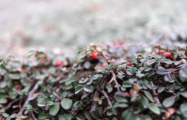 Sfondo della natura. Bacche Rosse di Cotoneaster. Cotoneaster horizontalis pianta con bacche rosse mature