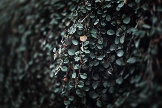 Sfondo della natura. Bacche Rosse di Cotoneaster. Cotoneaster horizontalis pianta con bacche rosse mature